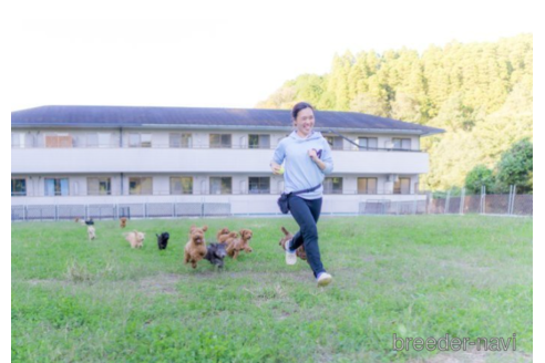 成約済の千葉県のミニチュアダックスフンド(ロングヘアード)-222790の5枚目